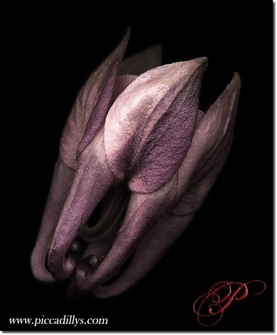 Image of photograph titled Aquilegia by artist Julie Juratic
