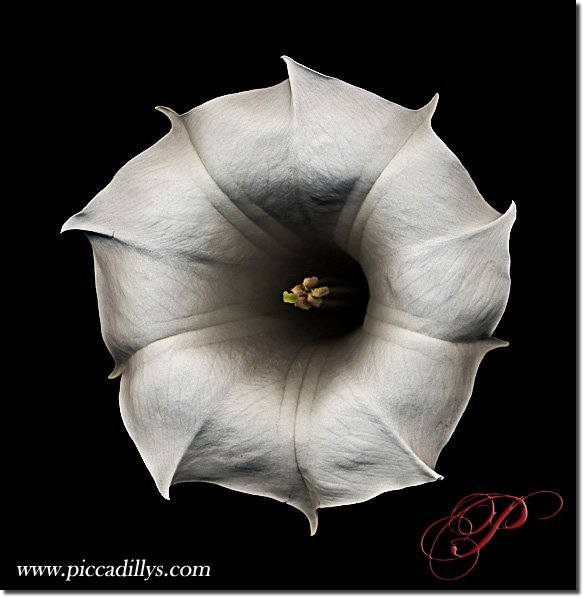 Image of photograph titled Datura Prime by artist Julie Juratic