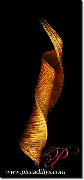 Image of photograph titled Ficus Spiral by artist Julie Juratic