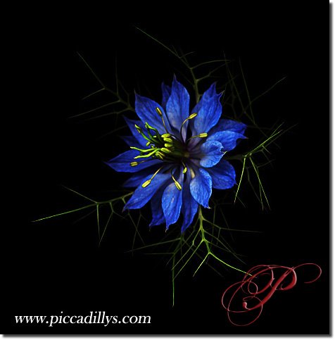 Image of photograph titled Nigella by artist Julie Juratic