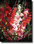 gladiolas1a