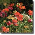 Iceland Poppies by Leon Roulette