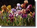 Iris Forever by Leon Roulette